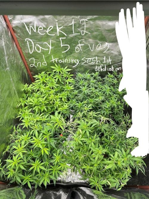First properly done grow: Failed harvest. Week 6 - This is the before on the 2nd hst.