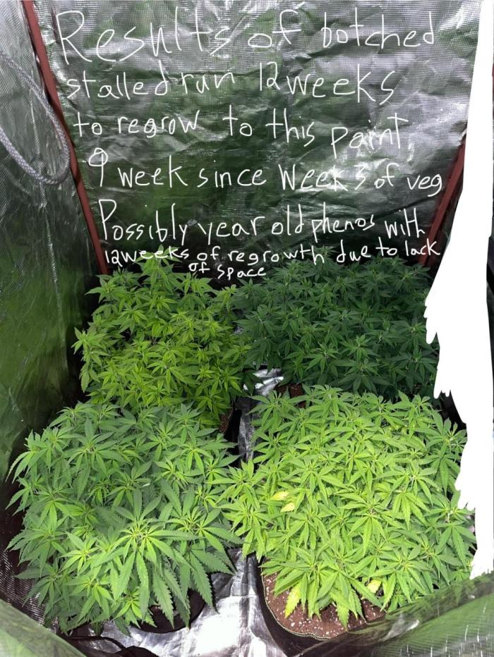 First properly done grow: Failed harvest. Week 5