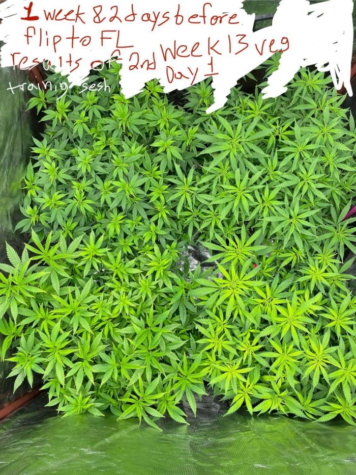 First properly done grow: Failed harvest. Week 7 - This was the final week before I flipped.