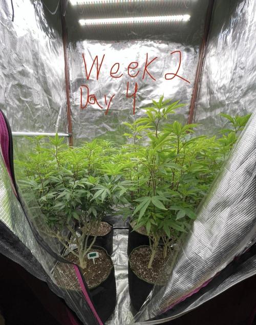 First properly done grow: Failed harvest. Week 8 - This was an extreme stretch as expected.