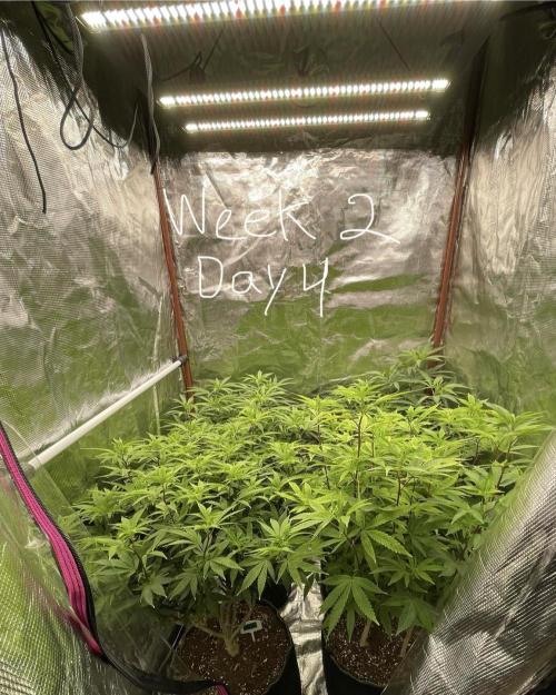 First properly done grow: Failed harvest. Week 8 - I accomplished very good coverage but the veg was a complete fail
