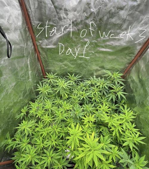 First properly done grow: Failed harvest. Week 9