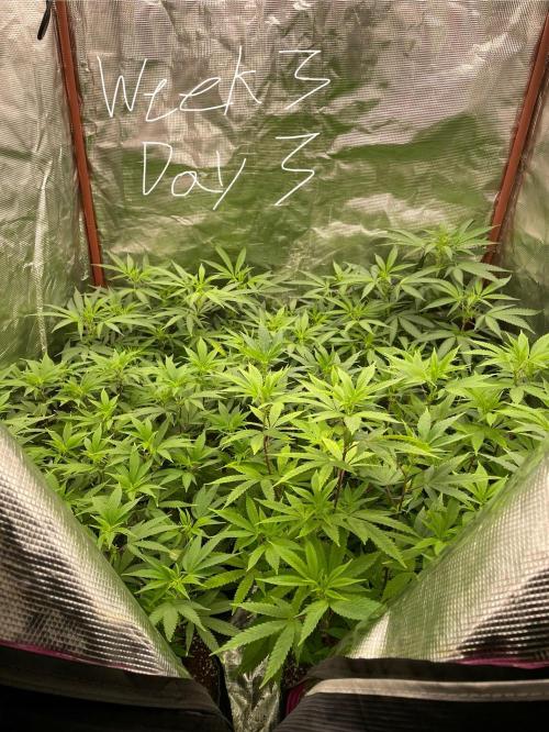 First properly done grow: Failed harvest. Week 9
