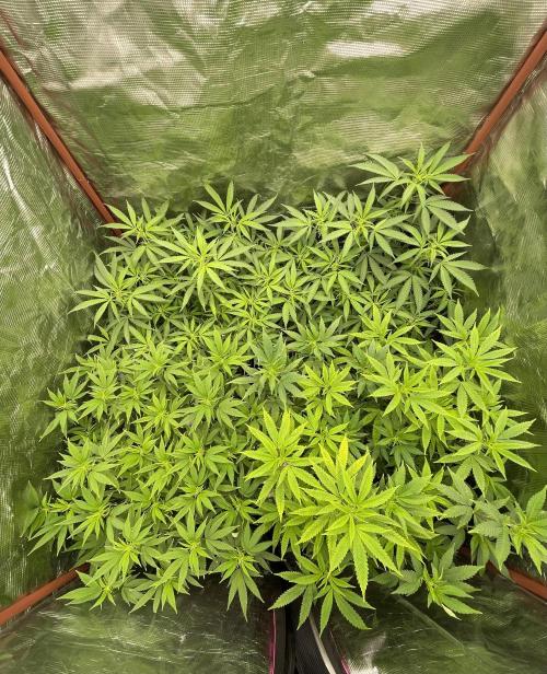 First properly done grow: Failed harvest. Week 9