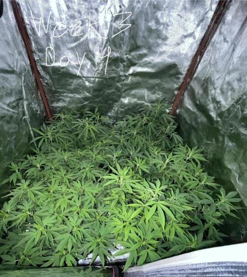 First properly done grow: Failed harvest. Week 9