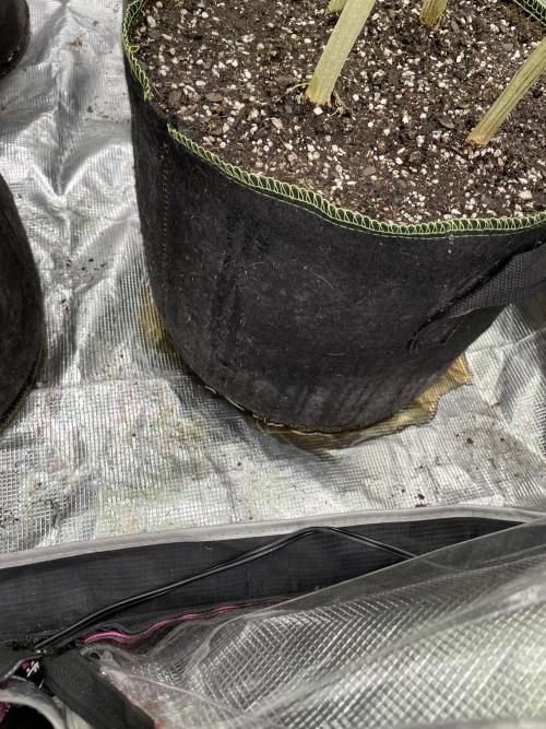 First properly done grow: Failed harvest. Week 9