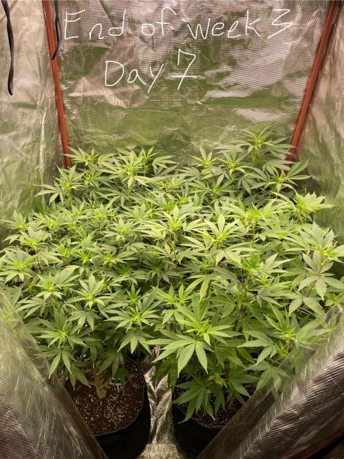 First properly done grow: Failed harvest. Week 9