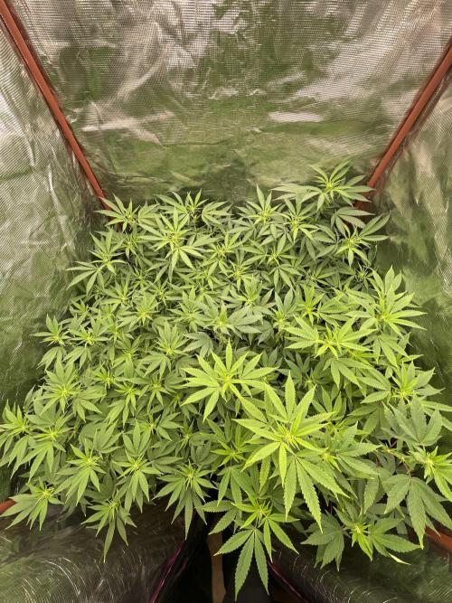 First properly done grow: Failed harvest. Week 9