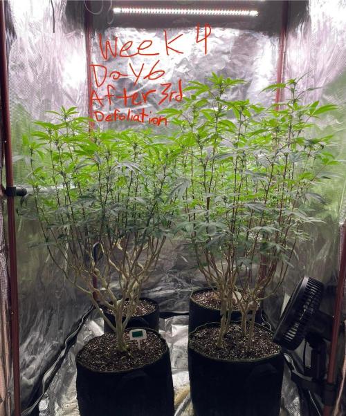 First properly done grow: Failed harvest. Week 10