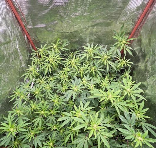 First properly done grow: Failed harvest. Week 10