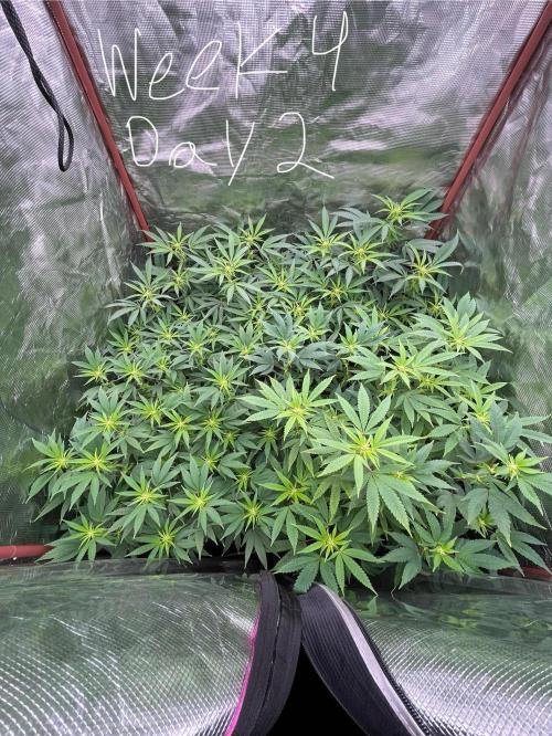 First properly done grow: Failed harvest. Week 10