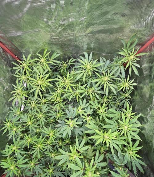 First properly done grow: Failed harvest. Week 10