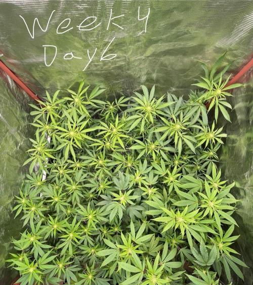 First properly done grow: Failed harvest. Week 10
