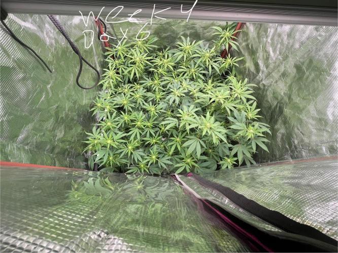First properly done grow: Failed harvest. Week 10