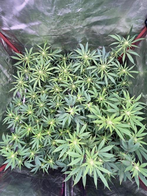 First properly done grow: Failed harvest. Week 10