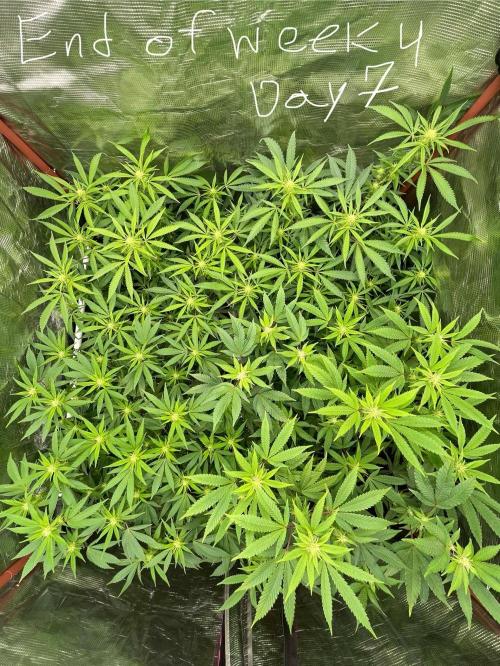 First properly done grow: Failed harvest. Week 10