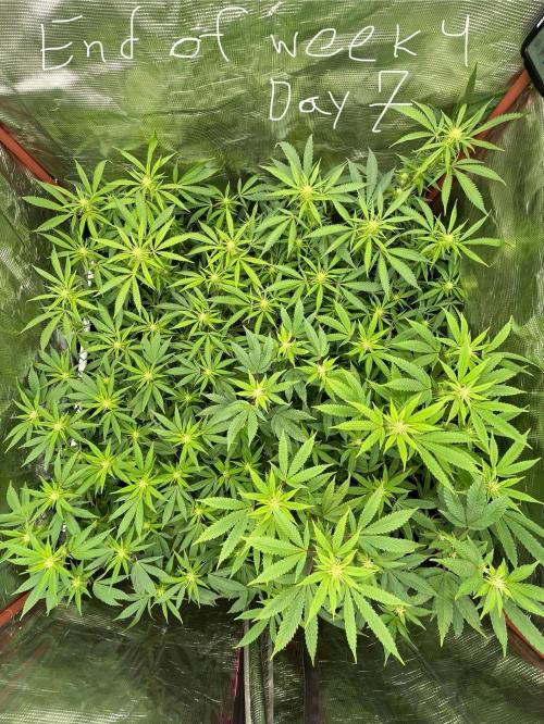 First properly done grow: Failed harvest. Week 10