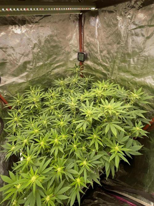 First properly done grow: Failed harvest. Week 11