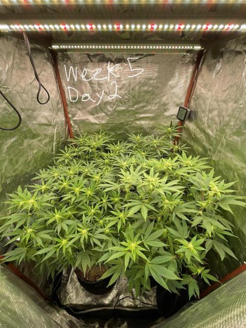 First properly done grow: Failed harvest. Week 11