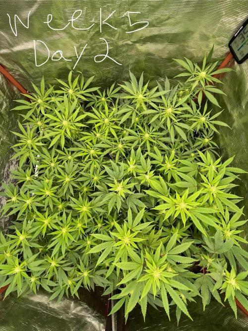 First properly done grow: Failed harvest. Week 11
