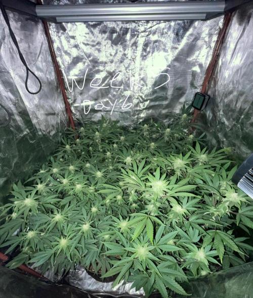 First properly done grow: Failed harvest. Week 11