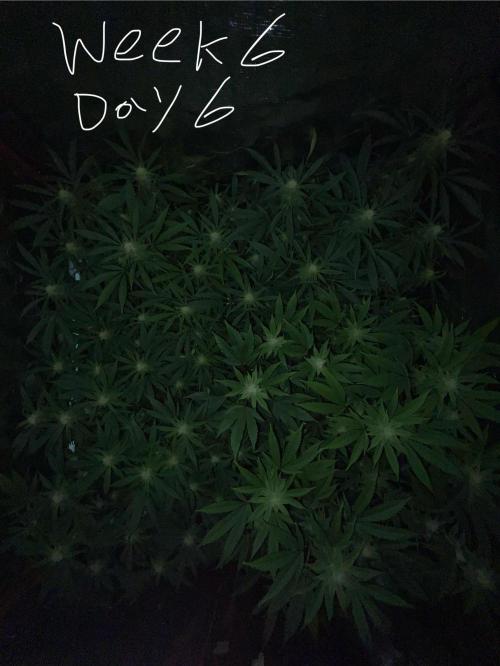 First properly done grow: Failed harvest. Week 11