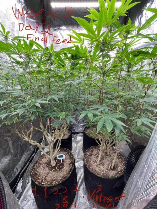 First properly done grow: Failed harvest. Week 11