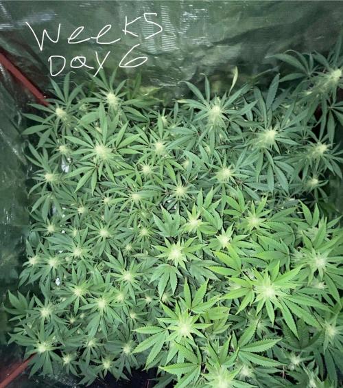 First properly done grow: Failed harvest. Week 11