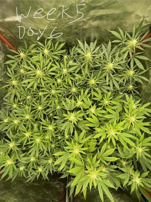 First properly done grow: Failed harvest. Week 11