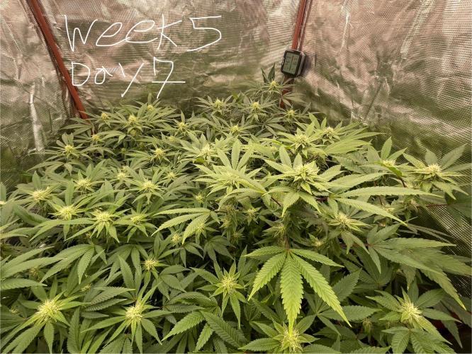 First properly done grow: Failed harvest. Week 11