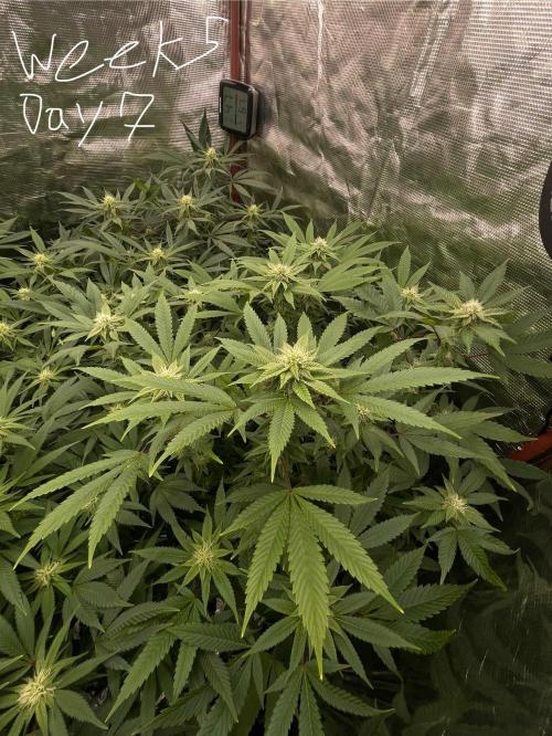 First properly done grow: Failed harvest. Week 11