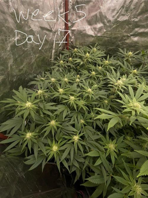 First properly done grow: Failed harvest. Week 11