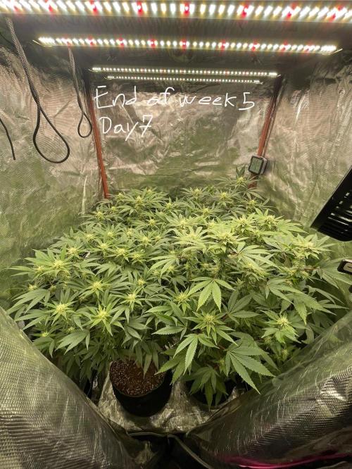 First properly done grow: Failed harvest. Week 11