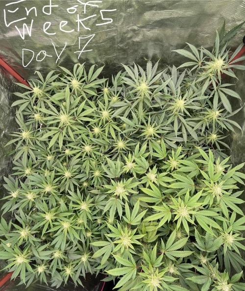 First properly done grow: Failed harvest. Week 11