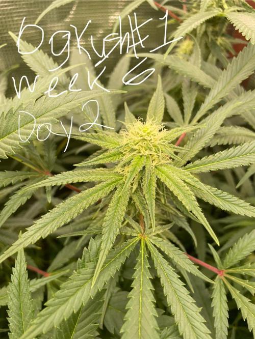 First properly done grow: Failed harvest. Week 12