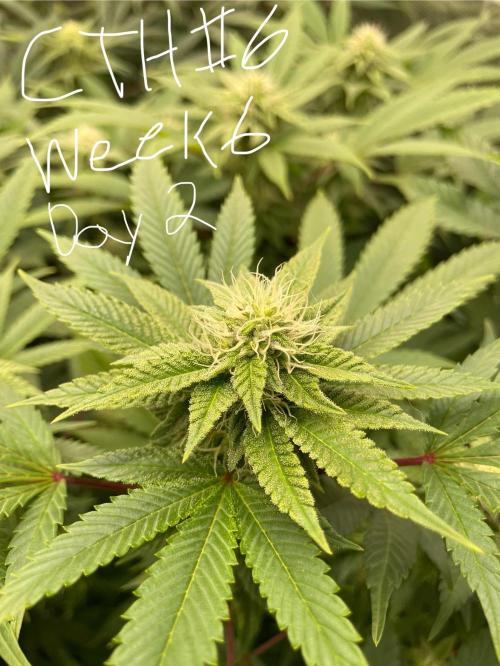 First properly done grow: Failed harvest. Week 12