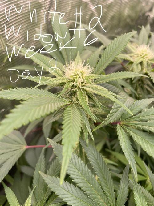 First properly done grow: Failed harvest. Week 12