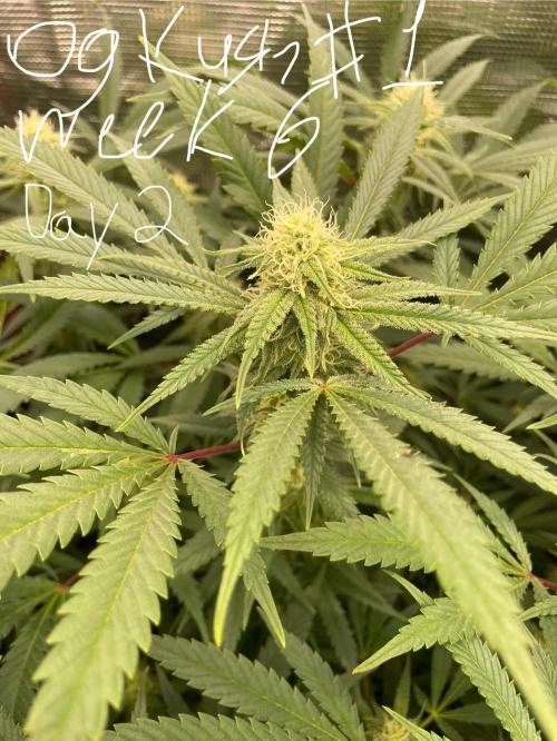 First properly done grow: Failed harvest. Week 12
