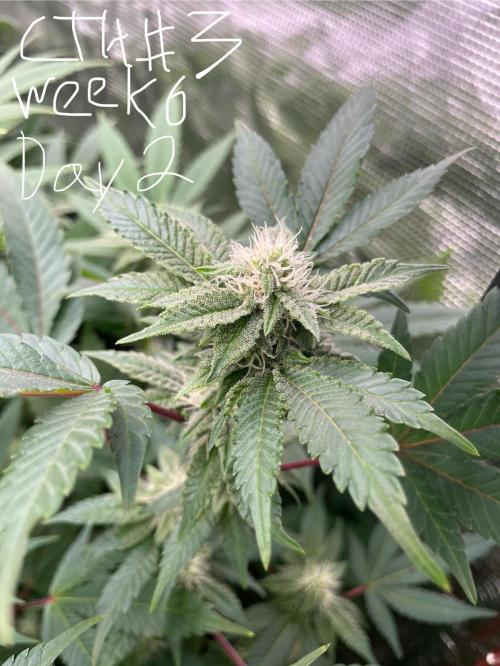 First properly done grow: Failed harvest. Week 12