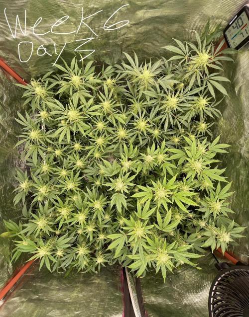 First properly done grow: Failed harvest. Week 12