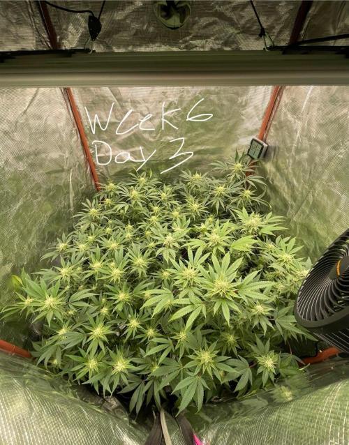 First properly done grow: Failed harvest. Week 12