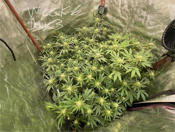 First properly done grow: Failed harvest. Week 12