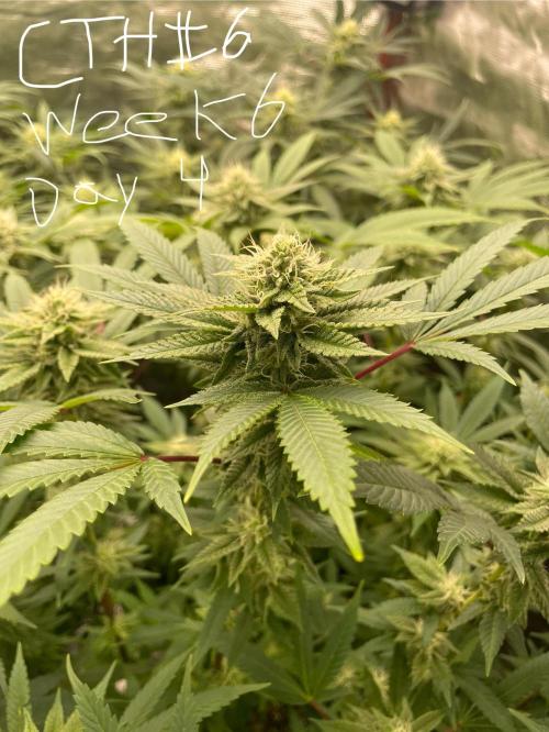 First properly done grow: Failed harvest. Week 12