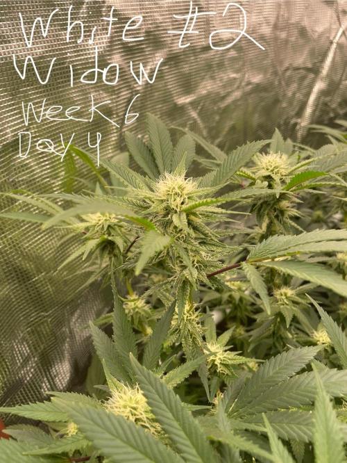 First properly done grow: Failed harvest. Week 12