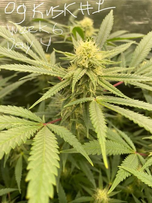 First properly done grow: Failed harvest. Week 12