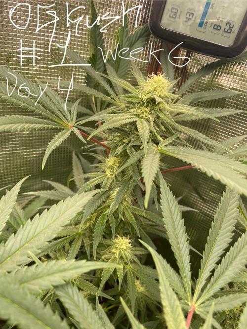 First properly done grow: Failed harvest. Week 12