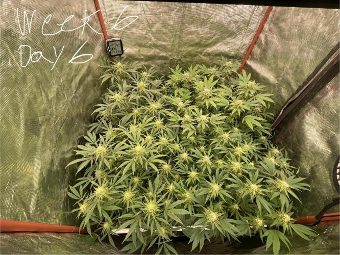 First properly done grow: Failed harvest. Week 12