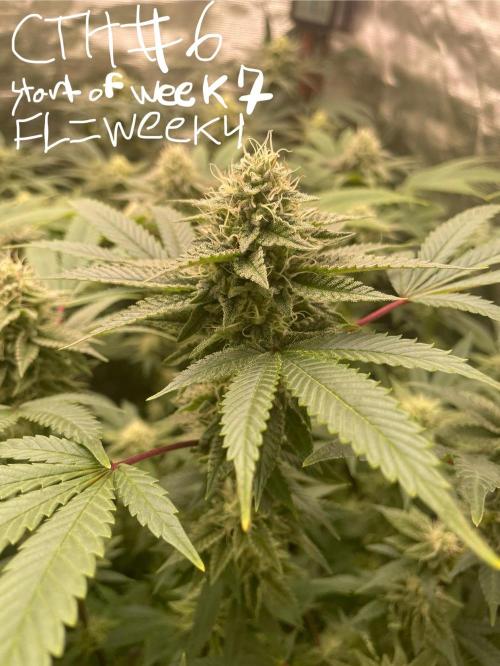 First properly done grow: Failed harvest. Week 13