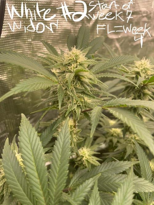 First properly done grow: Failed harvest. Week 13