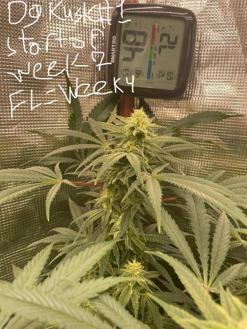 First properly done grow: Failed harvest. Week 13